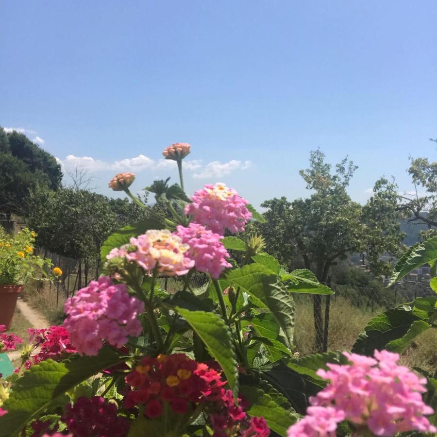 萨莱诺La Riggiola住宿加早餐旅馆 外观 照片